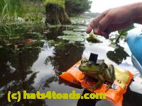 /home//u458753944/public_html/sourcegallery////Frogs/Bullfrogs 2016-08 Ontario/P8140129.JPG